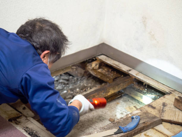 Best Industrial Mold Remediation in Somerset, MD