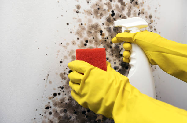 Best Post-Flood Mold Remediation in Somerset, MD